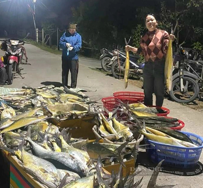 Một vùng biển ở Quảng Bình xuất hiện đàn cá bè xước khổng lồ, ngư dân ra khơi đánh bắt thu tiền tỷ- Ảnh 1.