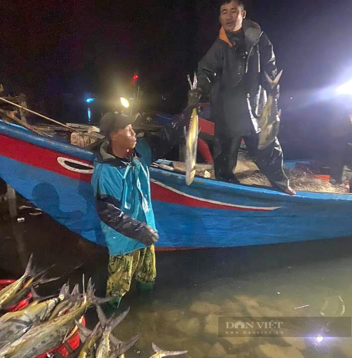 Một vùng biển ở Quảng Bình xuất hiện đàn cá bè xước khổng lồ, ngư dân ra khơi đánh bắt thu tiền tỷ- Ảnh 3.