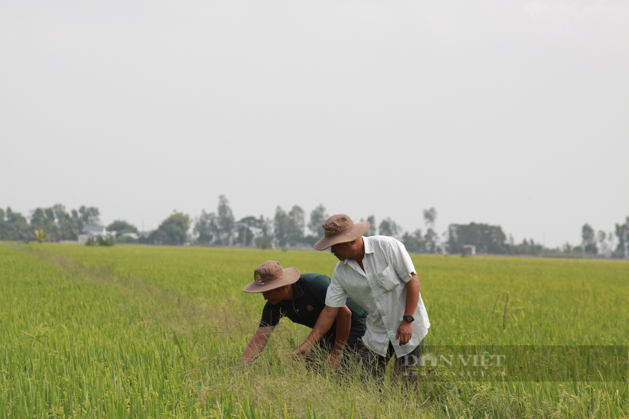 Liên kết “xanh hóa” ruộng đồng: Nông dân bắt tay doanh nghiệp trồng lúa giảm phát thải (Bài 1)- Ảnh 2.