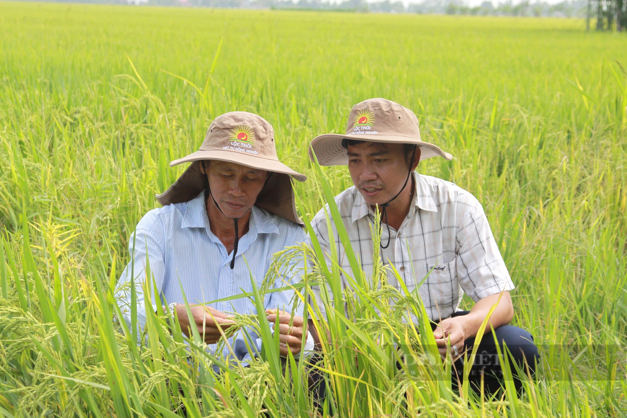 Liên kết “xanh hóa” ruộng đồng: Nông dân bắt tay doanh nghiệp trồng lúa giảm phát thải (Bài 1)- Ảnh 1.