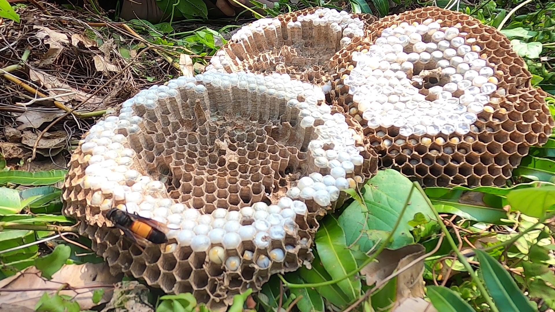 Ở khu rừng tràm nổi tiếng Cà Mau, cô gái một mình săn loài ong gì mà nguy hiểm như rắn độc?- Ảnh 5.