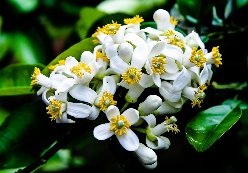Tháng 3, mùa của loại hoa vừa thơm nhà, đẹp da, đem ngâm với mật ong được Đông Y coi là "báu vật"- Ảnh 3.