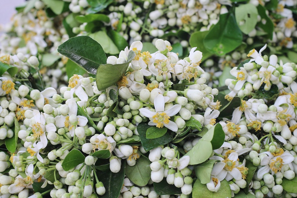 Tháng 3, mùa của loại hoa vừa thơm nhà, đẹp da, đem ngâm với mật ong được Đông Y coi là "báu vật"- Ảnh 1.