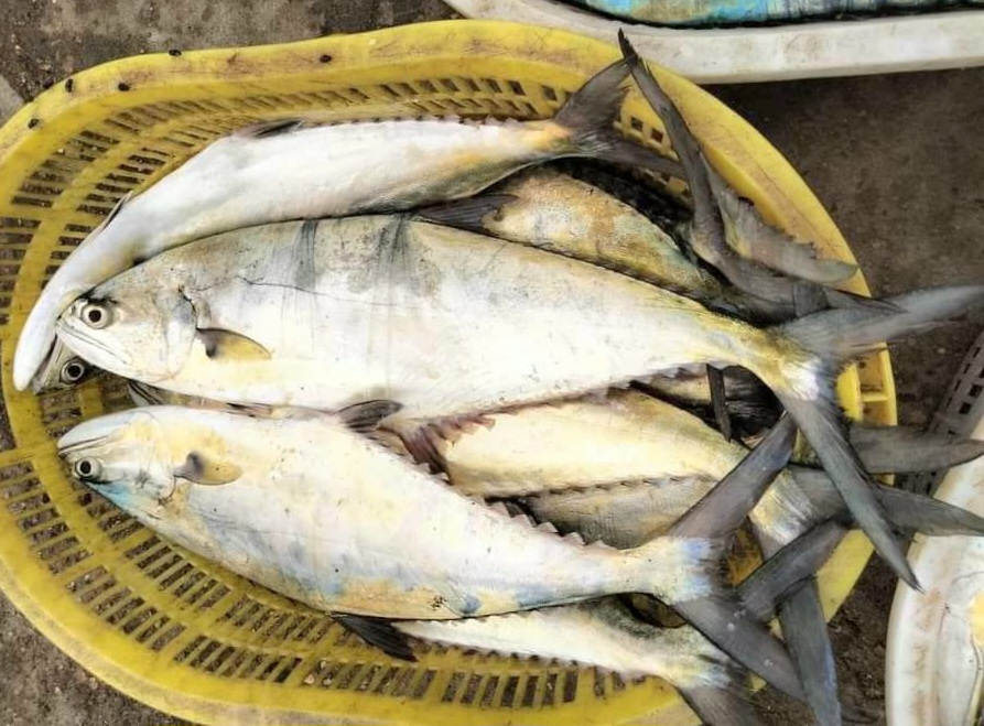 Một vùng biển ở Quảng Bình xuất hiện đàn cá bè xước khổng lồ, ngư dân ra khơi đánh bắt thu tiền tỷ- Ảnh 4.