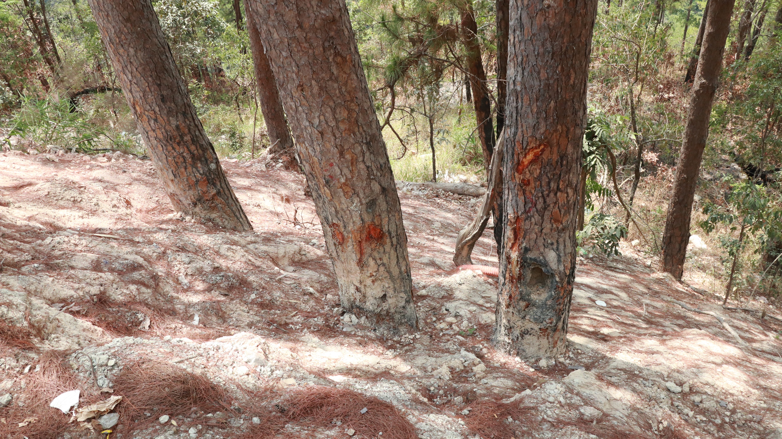 Hàng loạt cây thông vài chục năm tuổi bị ảnh hưởng, chết khô khi nâng cấp, mở rộng đèo Prenn- Ảnh 2.