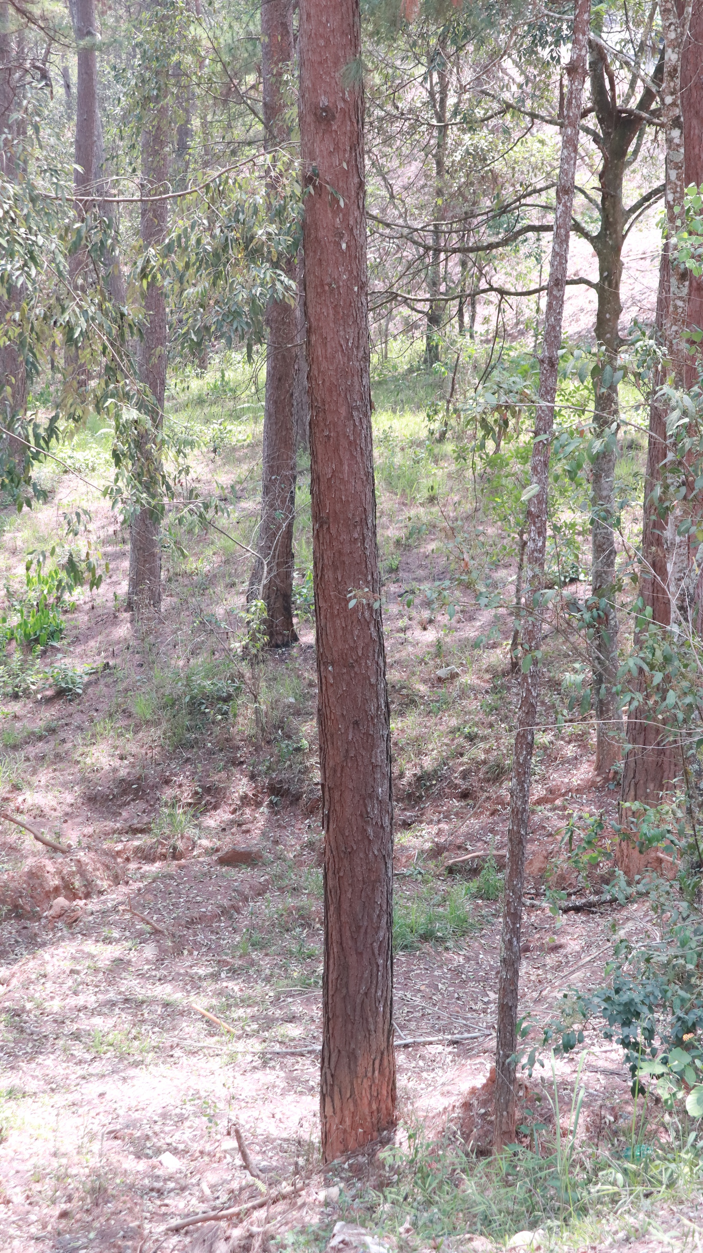 Hàng loạt cây thông vài chục năm tuổi bị ảnh hưởng, chết khô khi nâng cấp, mở rộng đèo Prenn- Ảnh 5.