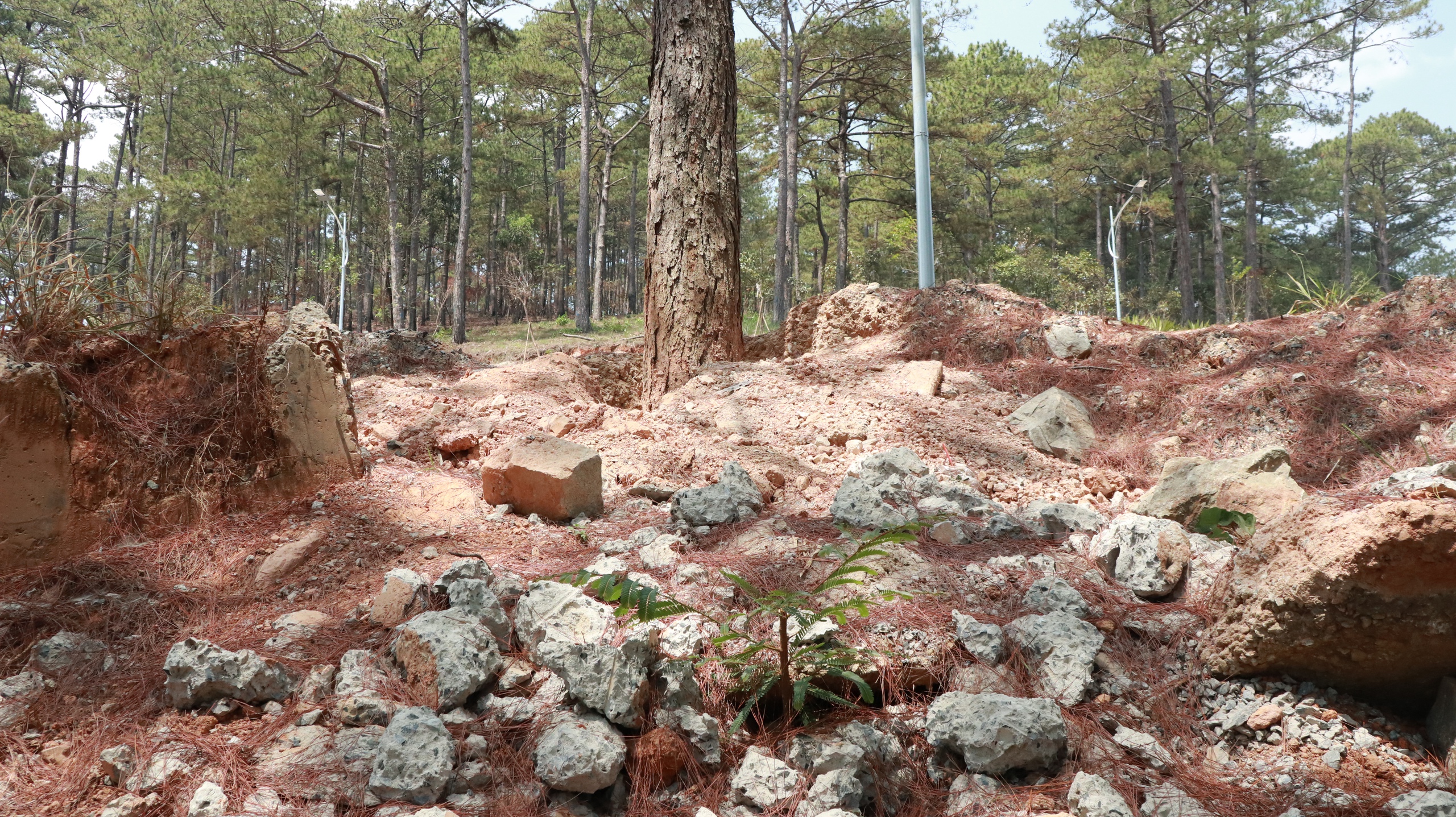 Hàng loạt cây thông vài chục năm tuổi bị ảnh hưởng, chết khô khi nâng cấp, mở rộng đèo Prenn- Ảnh 8.