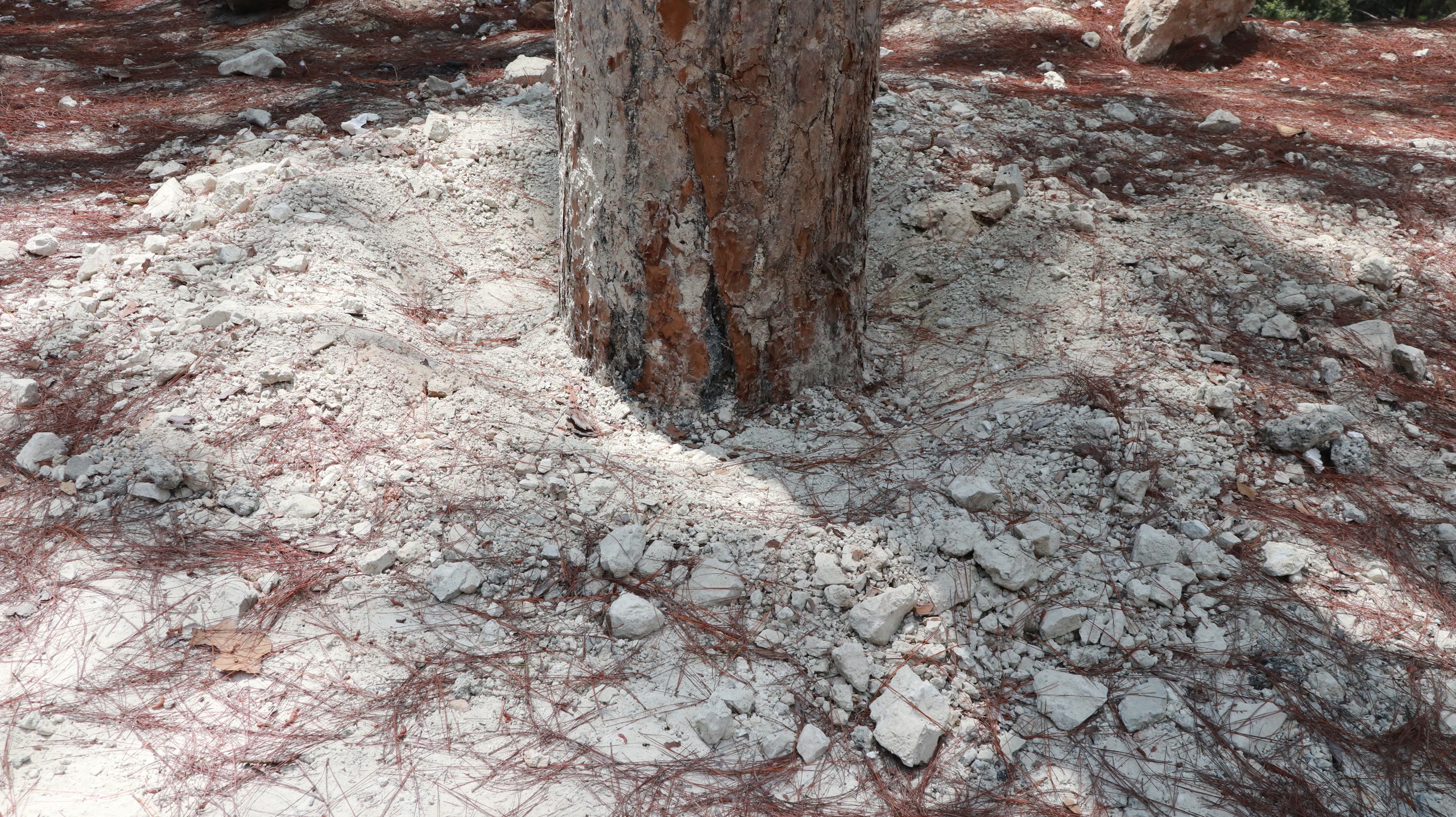 Hàng loạt cây thông vài chục năm tuổi bị ảnh hưởng, chết khô khi nâng cấp, mở rộng đèo Prenn- Ảnh 9.