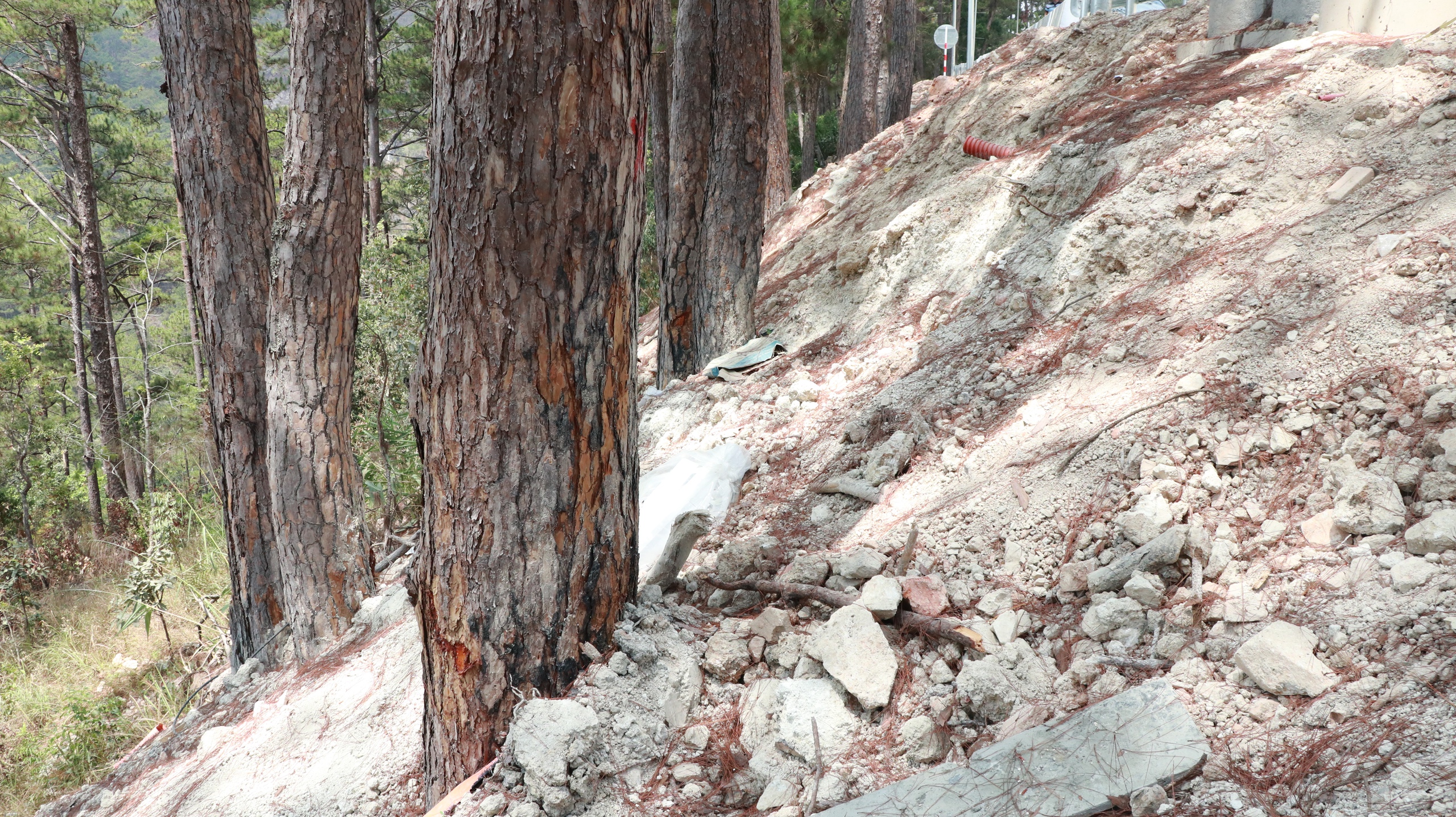 Hàng loạt cây thông vài chục năm tuổi bị ảnh hưởng, chết khô khi nâng cấp, mở rộng đèo Prenn- Ảnh 6.