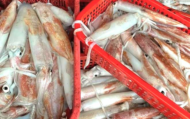 Ở vùng biển nổi tiếng của Quảng Bình, dân đi câu mực, giật lên toàn con to bự, bán đắt nhất 300.000 đồng/kg