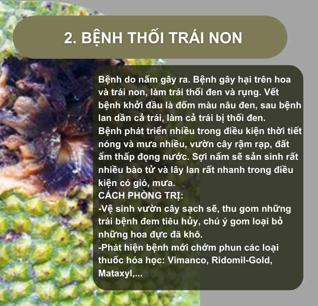 SỔ TAY NHÀ NÔNG: Một số loại sâu bệnh gây hại trên cây mít Thái và cách phòng trị- Ảnh 2.