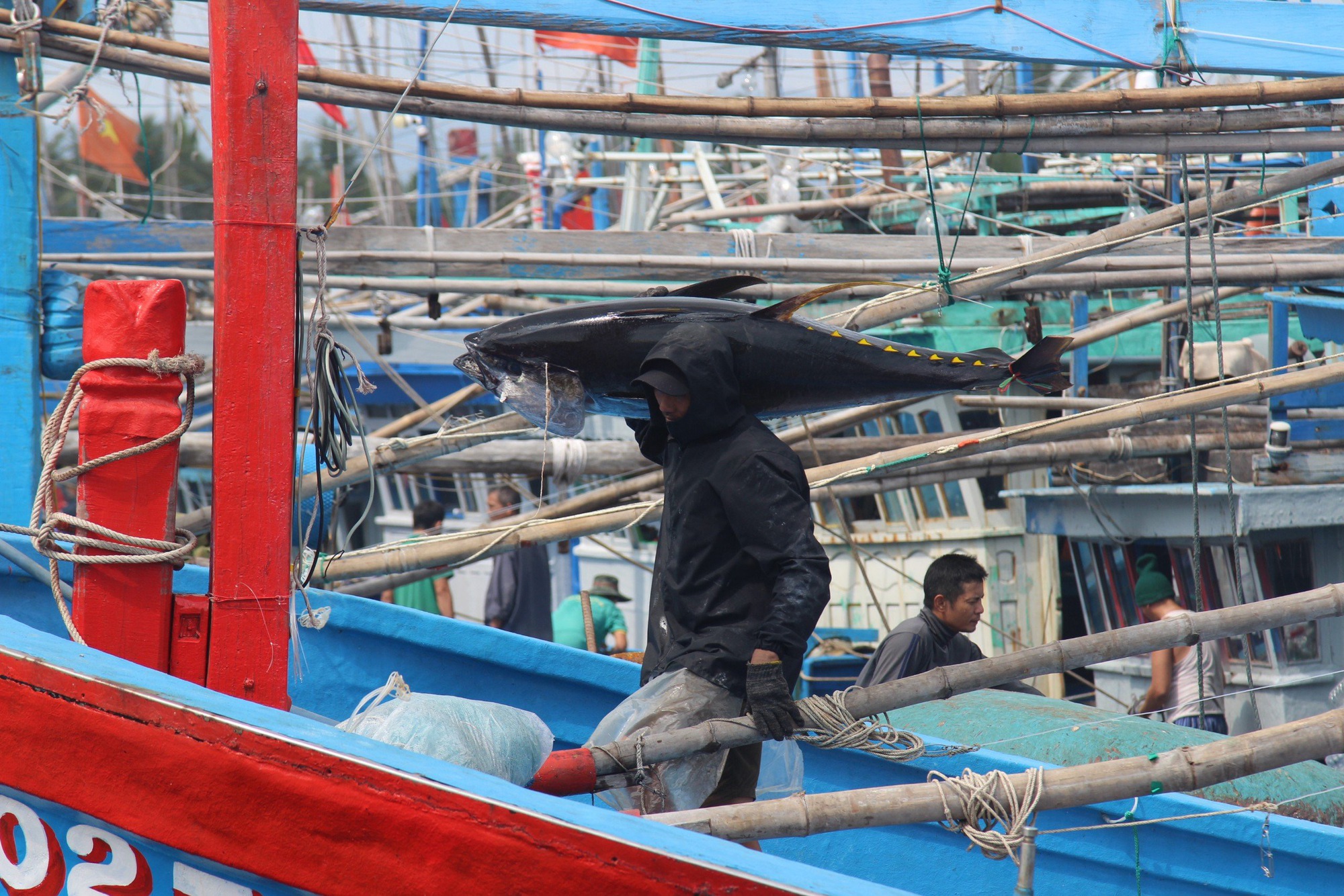 Cận cảnh cánh trai làng biển ở Bình Định, ông nào cũng lực lưỡng vác loài cá "khổng lồ" lên bờ- Ảnh 1.