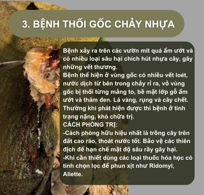 SỔ TAY NHÀ NÔNG: Một số loại sâu bệnh gây hại trên cây mít Thái và cách phòng trị- Ảnh 3.