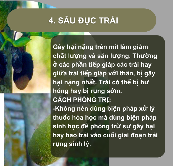 SỔ TAY NHÀ NÔNG: Một số loại sâu bệnh gây hại trên cây mít Thái và cách phòng trị- Ảnh 4.