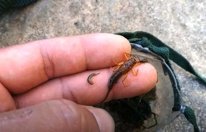 Đi săn loài cá môi dày ở Yên Bái, to chỉ bằng 4 ngón tay là đặc sản nổi tiếng của dòng suối Nậm Thia- Ảnh 4.