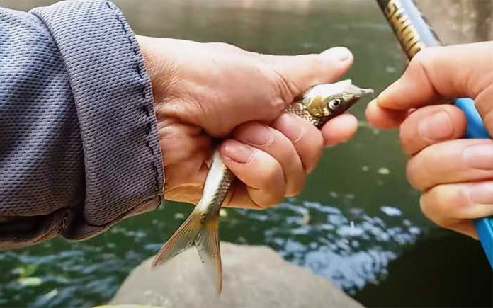 Đi săn loài cá môi dày, con nào to nhất cũng chỉ bằng 4 ngón tay là đặc sản nổi tiếng trên dòng Nậm Thia