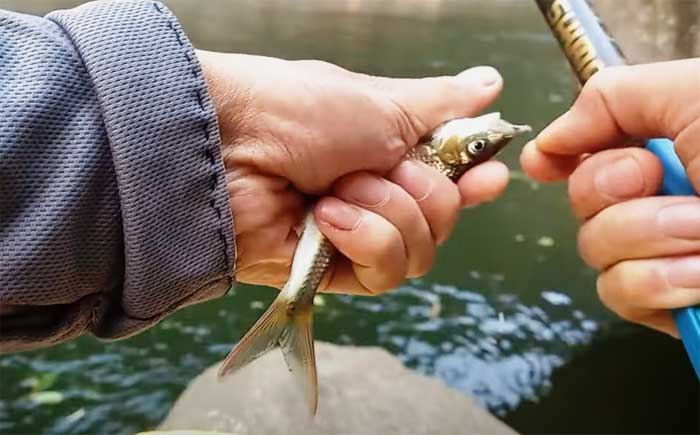 Đi săn loài cá môi dày ở Yên Bái, to chỉ bằng 4 ngón tay là đặc sản nổi tiếng của dòng suối Nậm Thia- Ảnh 10.