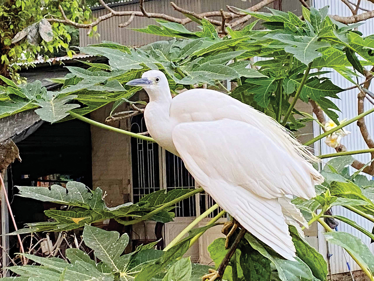 Có một nông dân An Giang đi ở đậu vườn nhà người ta, bất ngờ chim hoang dã bay về đếm không xuể- Ảnh 8.