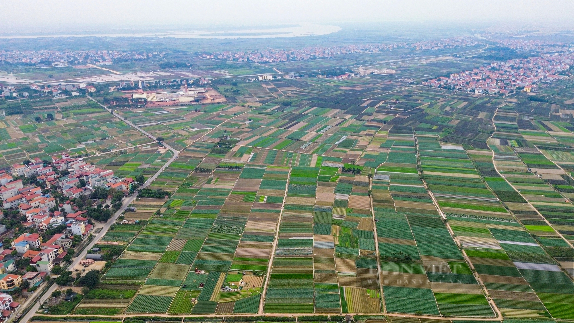 Giá rau củ tăng 40%, nông dân Hà Nội phấn khởi bám đồng thu hoạch- Ảnh 1.
