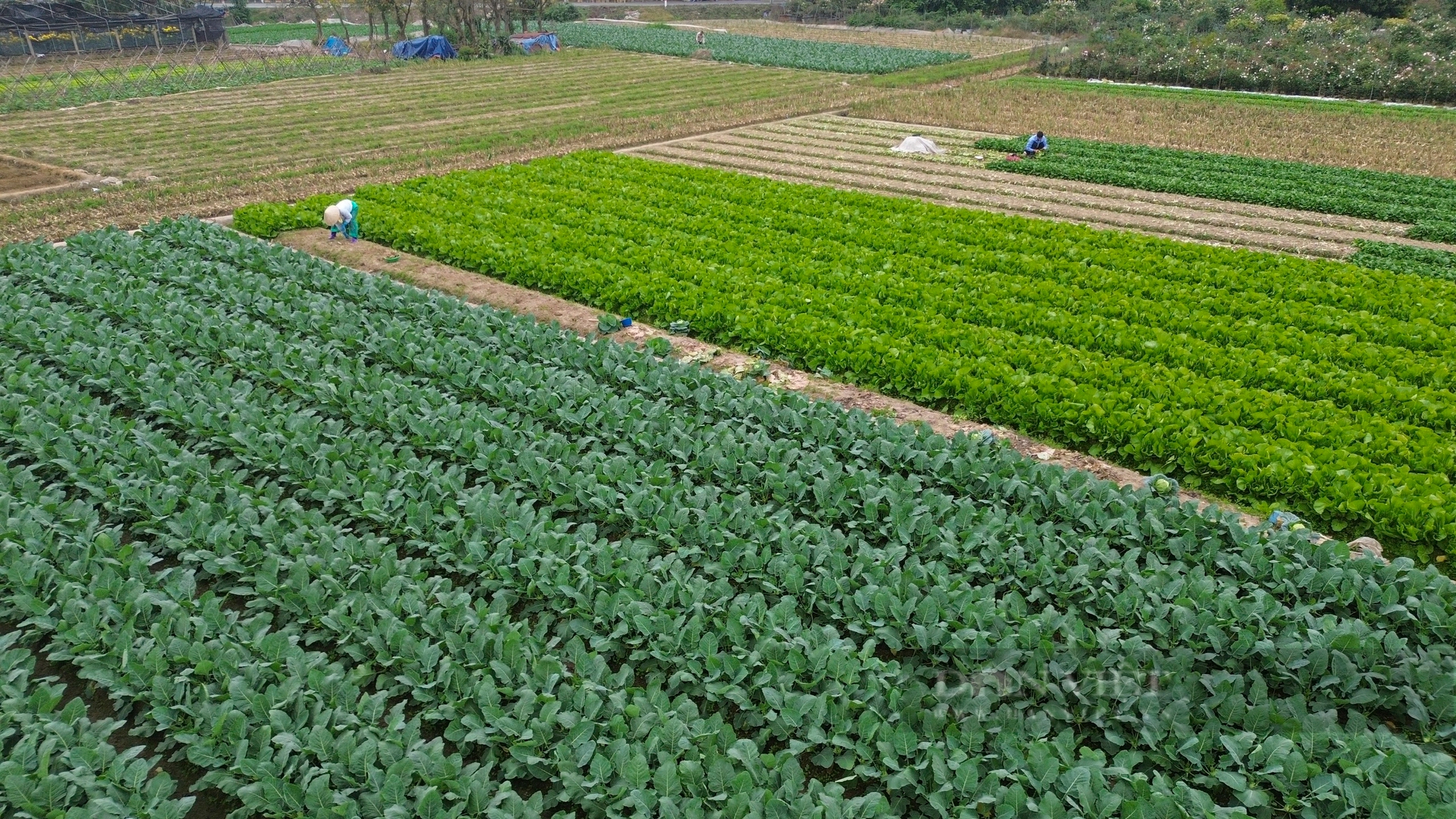 Giá rau củ tăng 40%, nông dân Hà Nội phấn khởi bám đồng thu hoạch- Ảnh 3.