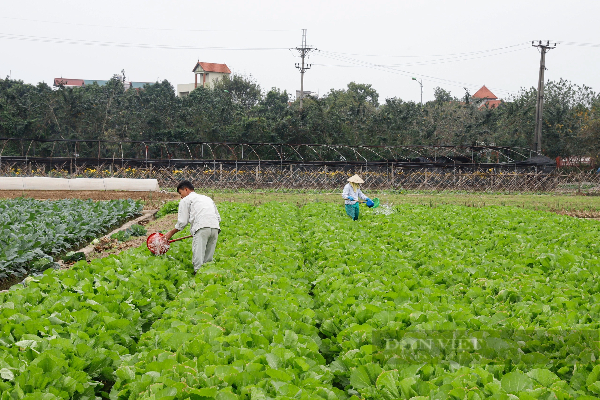 Giá rau củ tăng 40%, nông dân Hà Nội phấn khởi bám đồng thu hoạch- Ảnh 4.