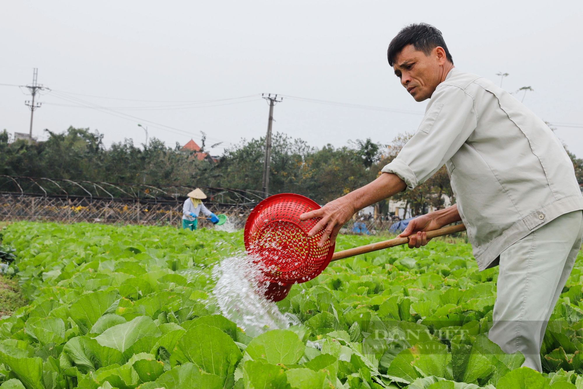 Giá rau củ tăng 40%, nông dân Hà Nội phấn khởi bám đồng thu hoạch- Ảnh 6.