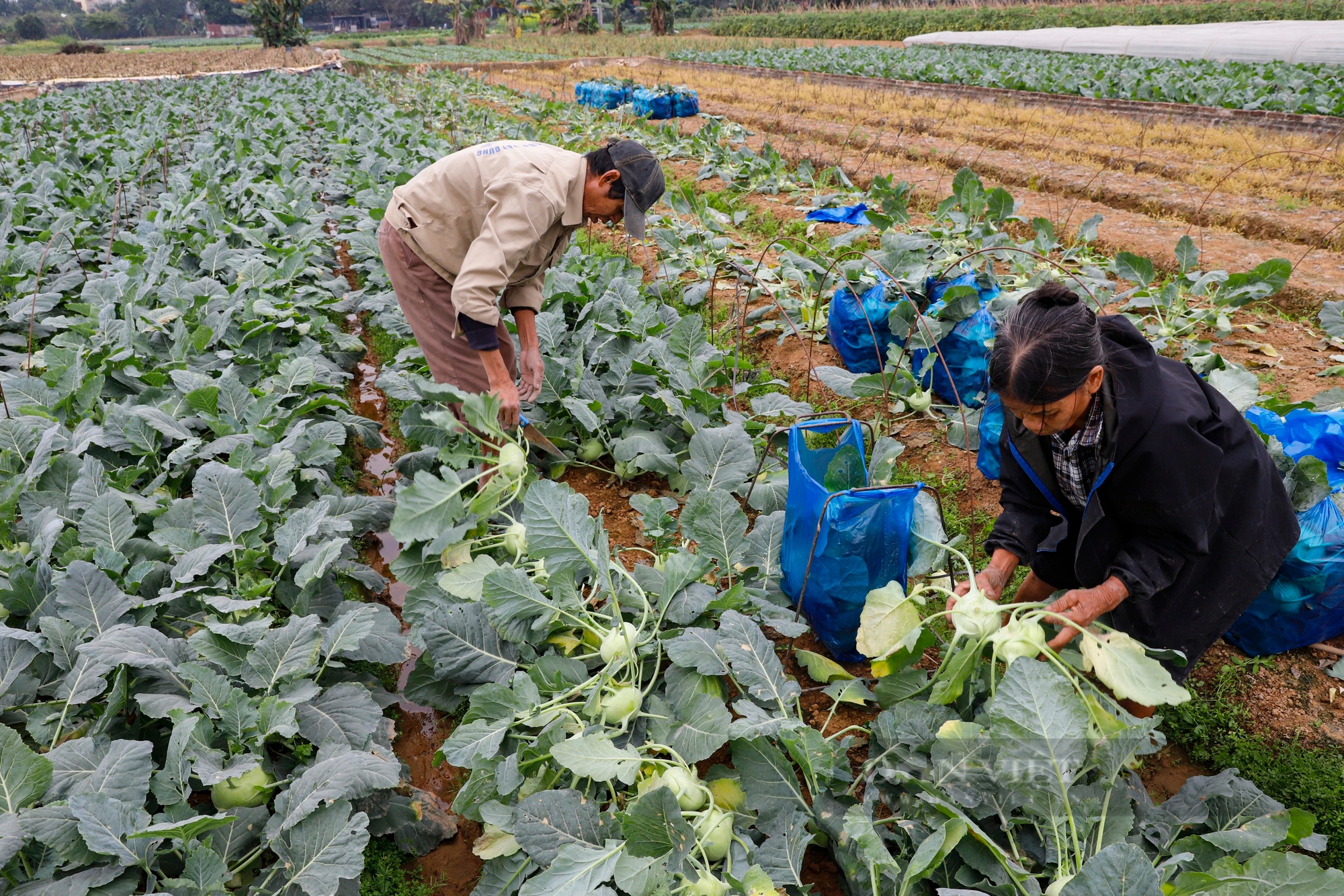 Giá rau củ tăng 40%, nông dân Hà Nội phấn khởi bám đồng thu hoạch- Ảnh 7.