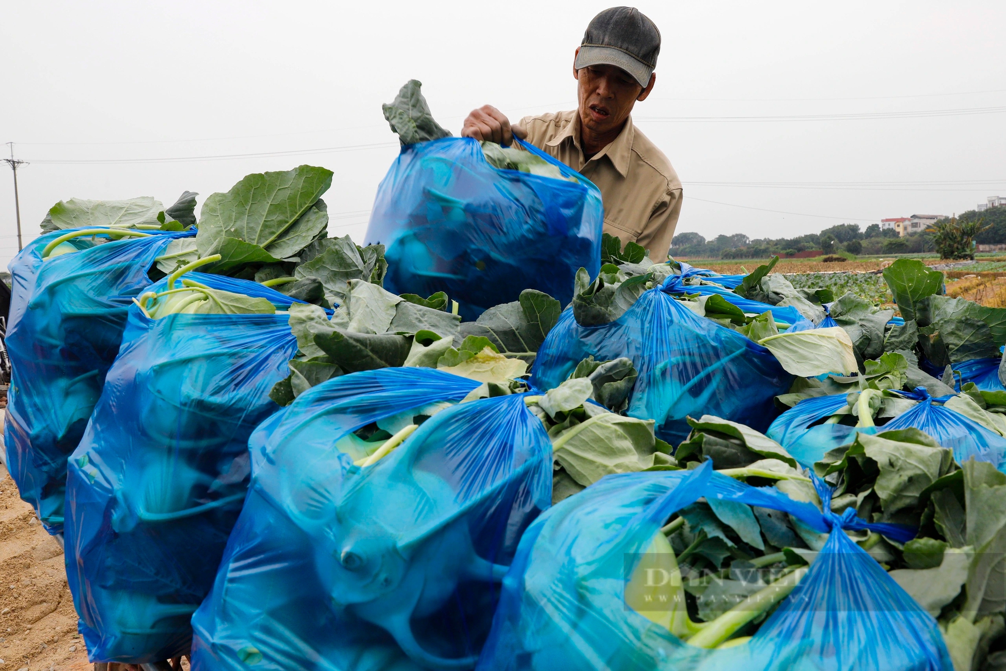 Giá rau củ tăng 40%, nông dân Hà Nội phấn khởi bám đồng thu hoạch- Ảnh 9.