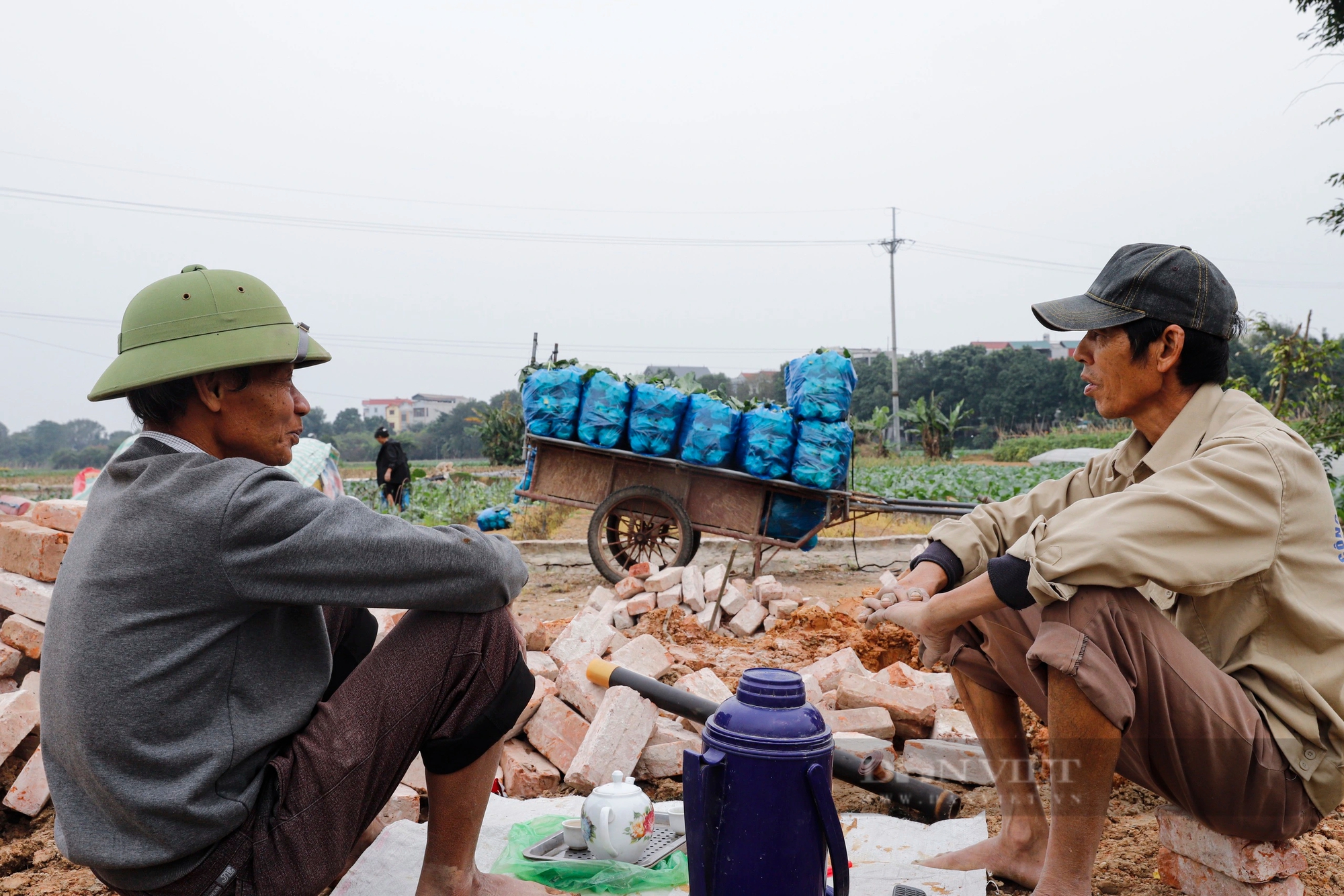 Giá rau củ tăng 40%, nông dân Hà Nội phấn khởi bám đồng thu hoạch- Ảnh 10.