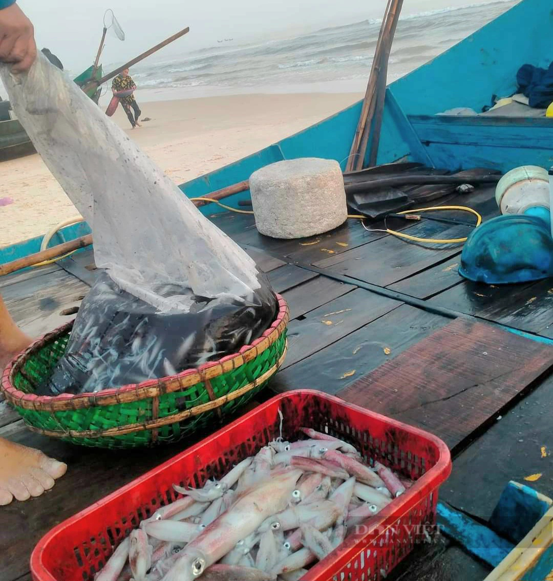 Ở vùng biển nổi tiếng của Quảng Bình, dân đi câu mực, giật lên toàn con to bự, bán đắt nhất 300.000 đồng/kg- Ảnh 1.
