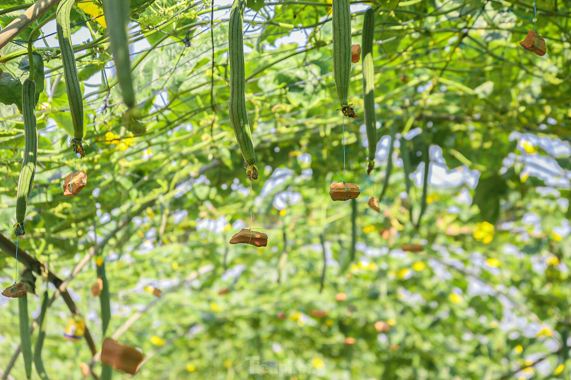 Nông dân ở làng rau này ở Đà Nẵng dùng "độc chiêu" giúp những vườn mướp của mình cho trái to, dài, thẳng tắp- Ảnh 10.