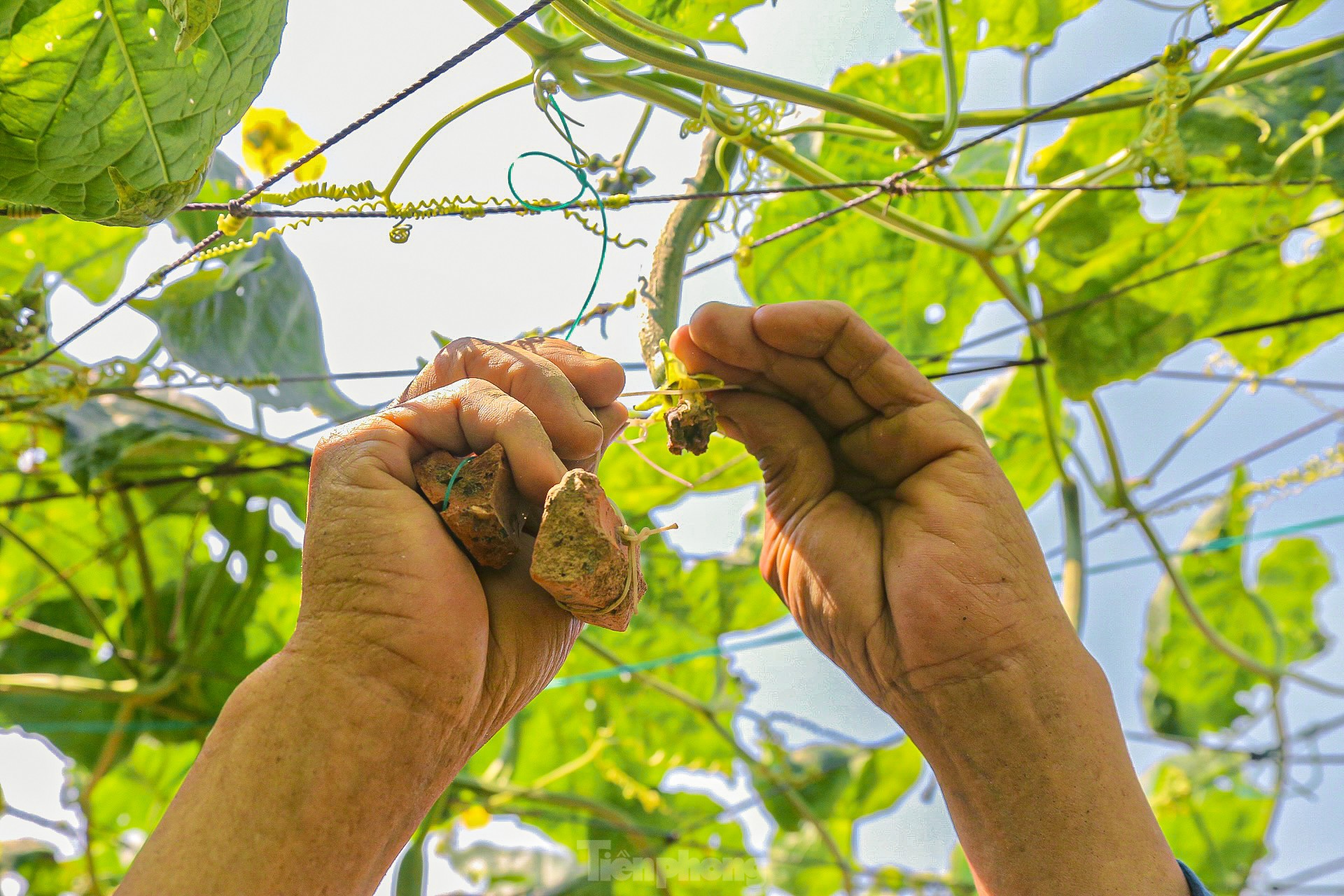 Nông dân ở làng rau này ở Đà Nẵng dùng "độc chiêu" giúp những vườn mướp của mình cho trái to, dài, thẳng tắp- Ảnh 6.