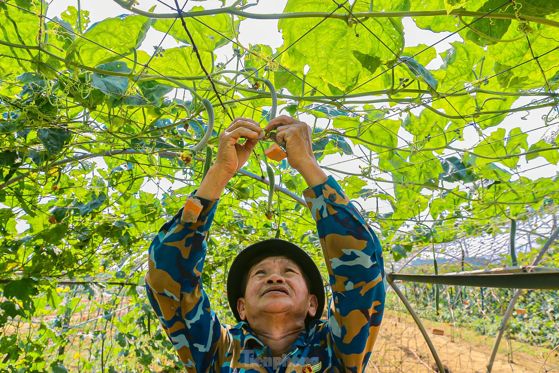 Nông dân ở làng rau này ở Đà Nẵng dùng "độc chiêu" giúp những vườn mướp của mình cho trái to, dài, thẳng tắp- Ảnh 9.