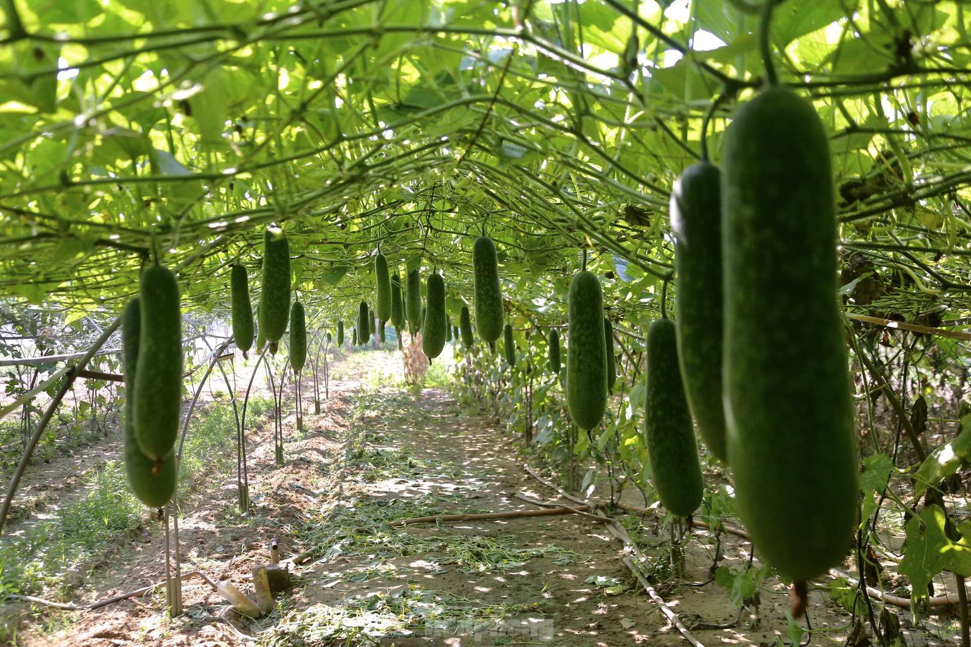 Nông dân ở làng rau này ở Đà Nẵng dùng "độc chiêu" giúp những vườn mướp của mình cho trái to, dài, thẳng tắp- Ảnh 13.