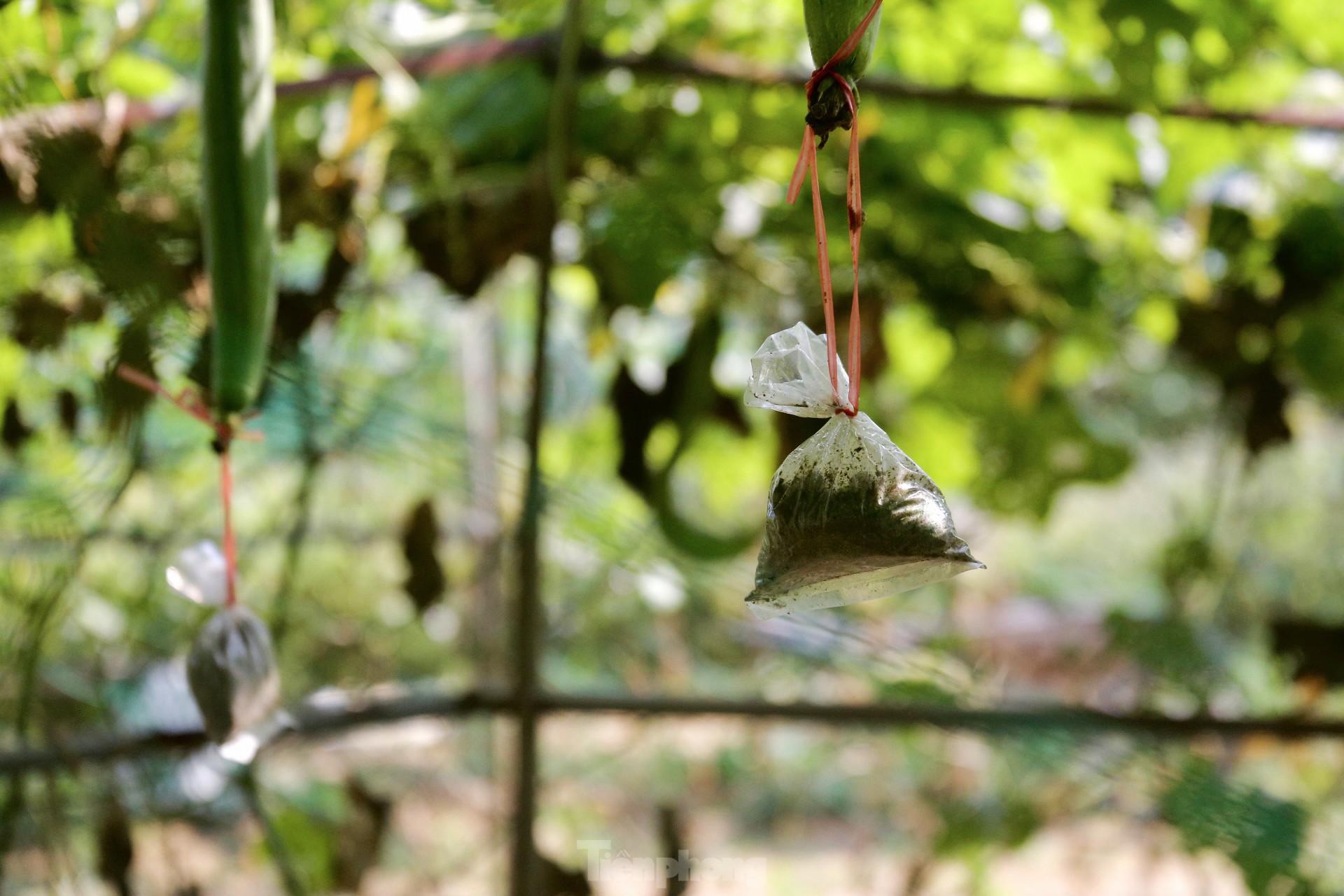 Nông dân ở làng rau này ở Đà Nẵng dùng "độc chiêu" giúp những vườn mướp của mình cho trái to, dài, thẳng tắp- Ảnh 8.