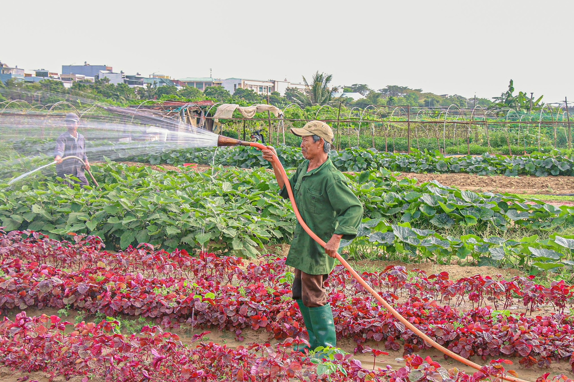 Nông dân ở làng rau này ở Đà Nẵng dùng "độc chiêu" giúp những vườn mướp của mình cho trái to, dài, thẳng tắp- Ảnh 15.