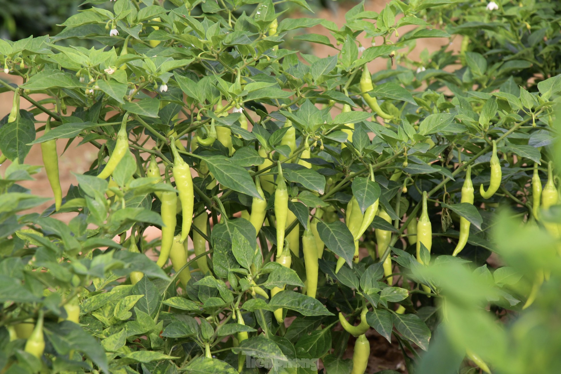Nông dân ở làng rau này ở Đà Nẵng dùng "độc chiêu" giúp những vườn mướp của mình cho trái to, dài, thẳng tắp- Ảnh 14.