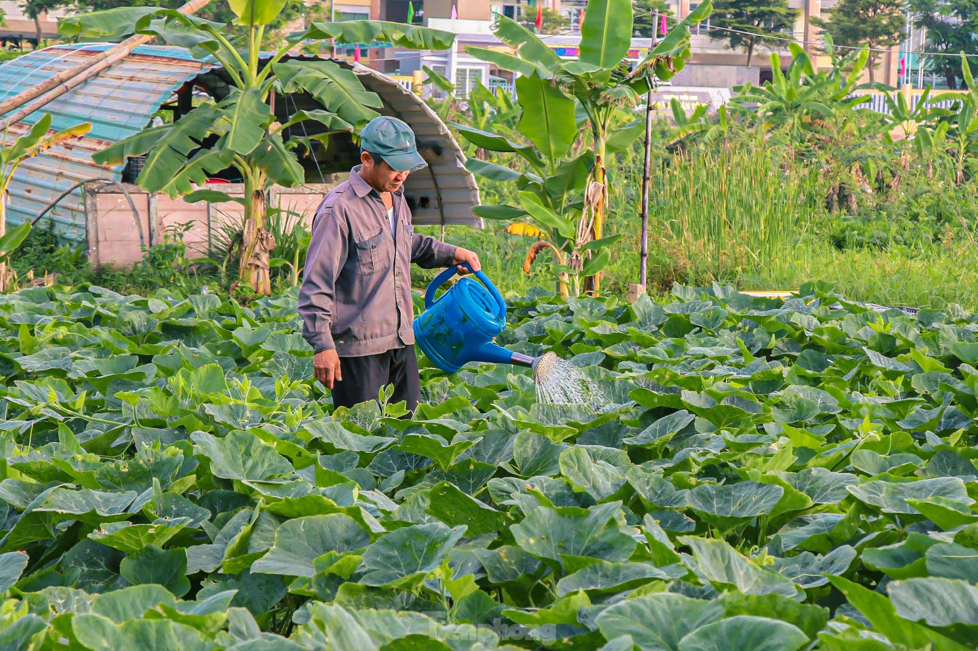 Nông dân ở làng rau này ở Đà Nẵng dùng "độc chiêu" giúp những vườn mướp của mình cho trái to, dài, thẳng tắp- Ảnh 3.