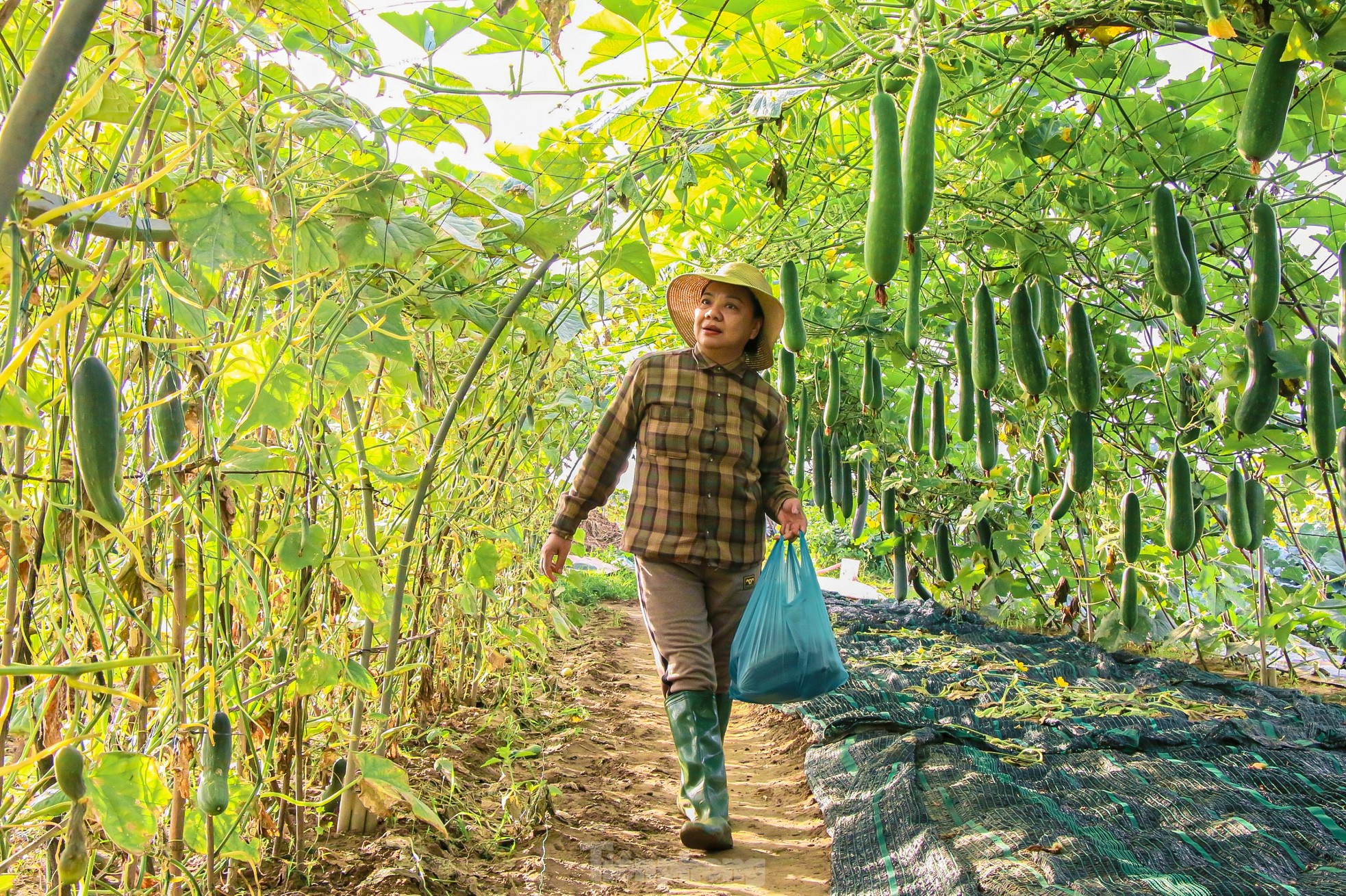 Nông dân ở làng rau này ở Đà Nẵng dùng "độc chiêu" giúp những vườn mướp của mình cho trái to, dài, thẳng tắp- Ảnh 4.