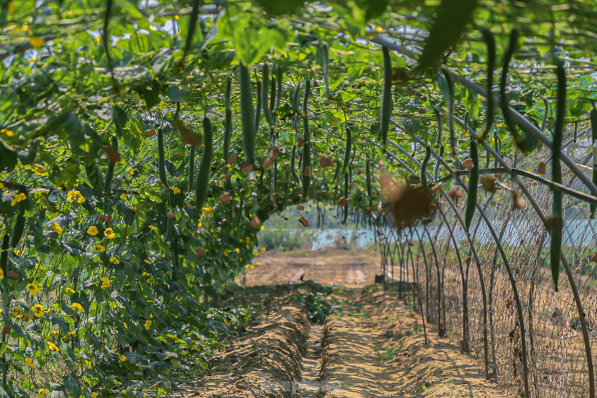 Nông dân ở làng rau này ở Đà Nẵng dùng "độc chiêu" giúp những vườn mướp của mình cho trái to, dài, thẳng tắp- Ảnh 7.