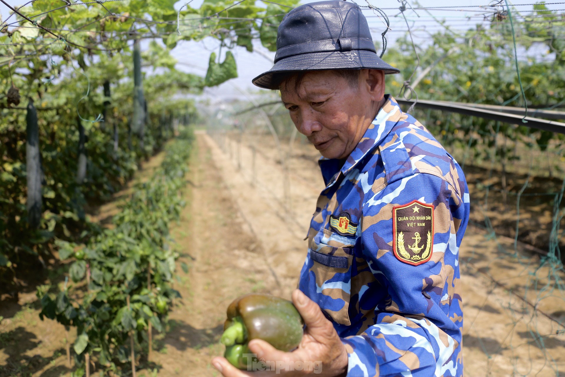 Nông dân ở làng rau này ở Đà Nẵng dùng "độc chiêu" giúp những vườn mướp của mình cho trái to, dài, thẳng tắp- Ảnh 16.