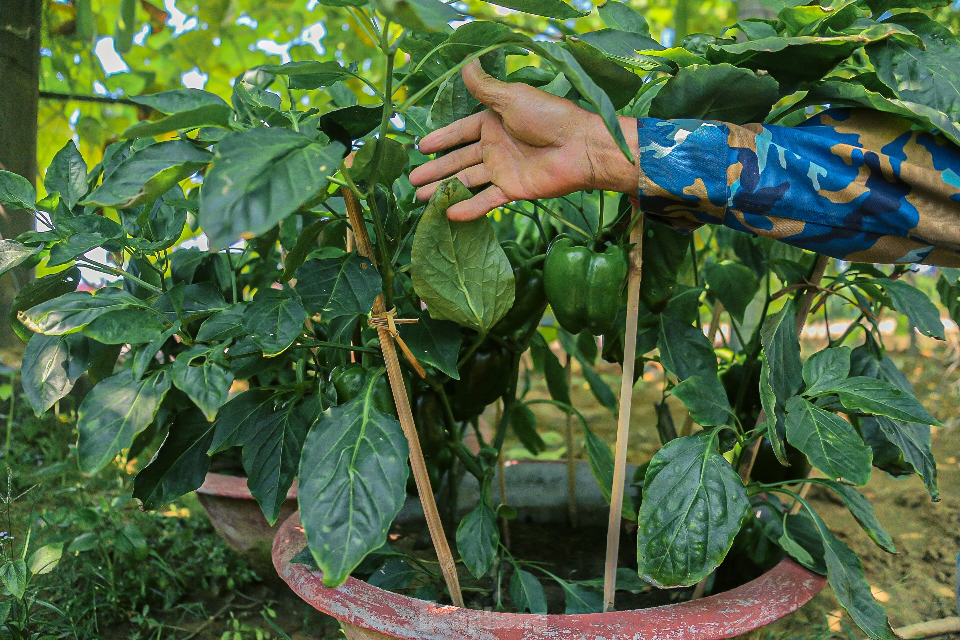 Nông dân ở làng rau này ở Đà Nẵng dùng "độc chiêu" giúp những vườn mướp của mình cho trái to, dài, thẳng tắp- Ảnh 12.