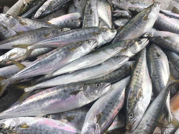 Một loài cá bình dân chứa nhiều omega-3 hơn cá hồi, người Nhật cực thích, có sẵn ở Việt Nam- Ảnh 6.