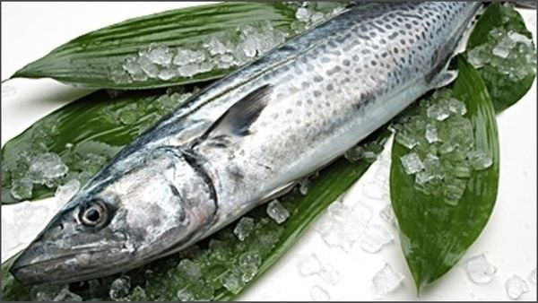Một loài cá bình dân chứa nhiều omega-3 hơn cá hồi, người Nhật cực thích, có sẵn ở Việt Nam- Ảnh 8.