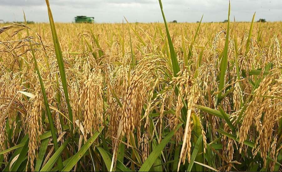 Giá lúa gạo hôm nay 8/3/2024: Giá lúa RVT và ST24 tăng mạnh 700 – 1.000 đồng/kg- Ảnh 2.