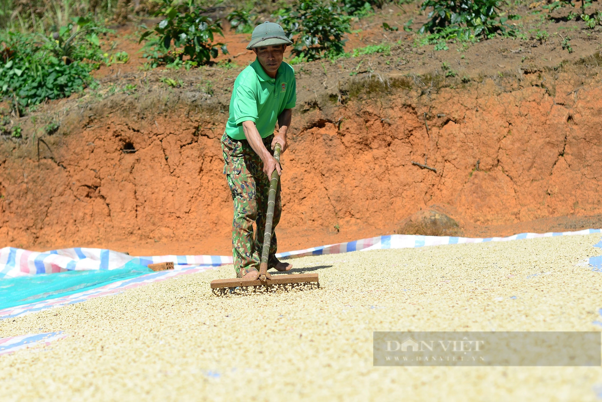 Giá cà phê phá mốc 90.000 đồng/kg nhân, người dân Lâm Đồng tiếc hùi hụi vì... hết cà, lại thêm nỗi lo thiếu nước tưới- Ảnh 1.