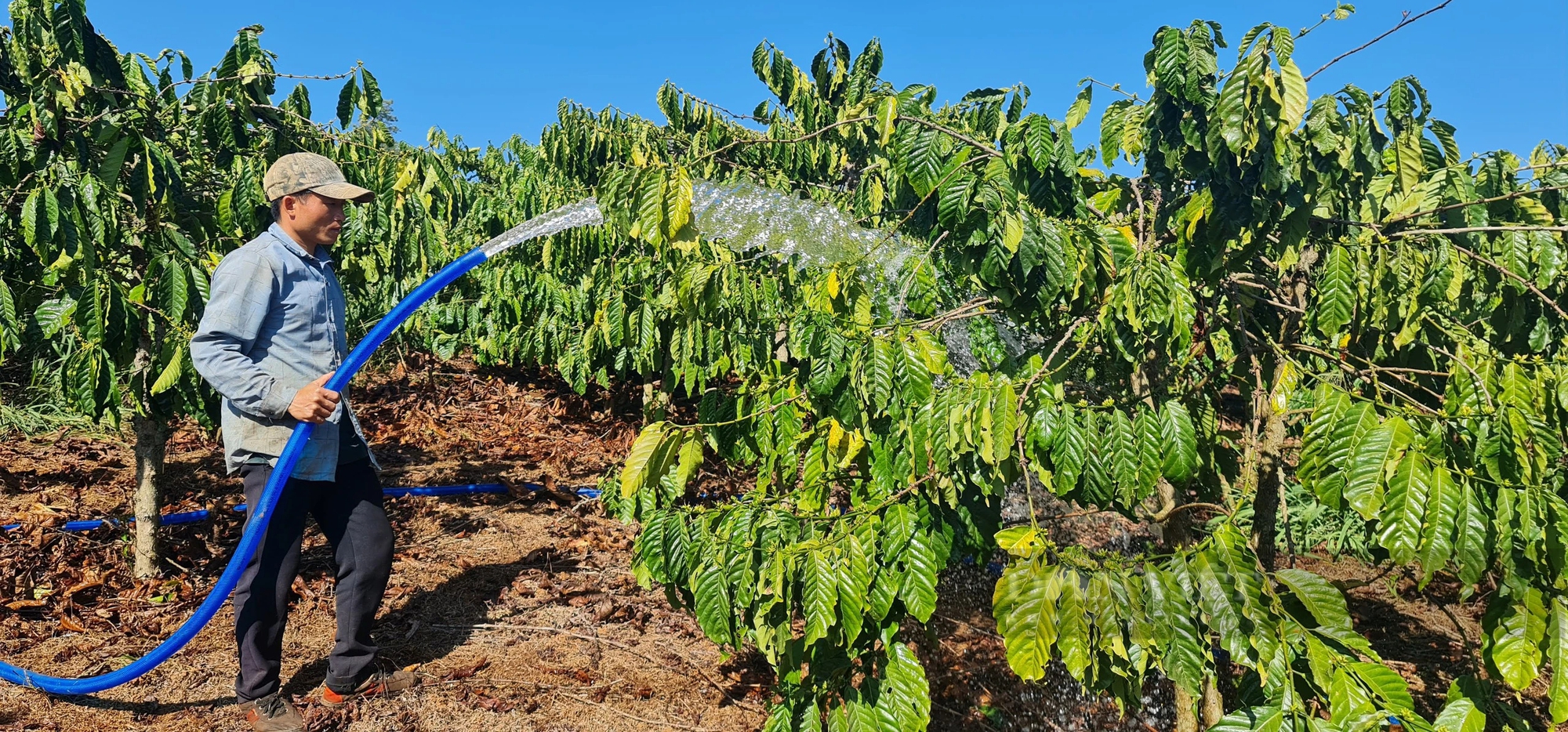 Giá cà phê phá mốc 90.000 đồng/kg nhân, người dân Lâm Đồng tiếc hùi hụi vì... hết cà, lại thêm nỗi lo thiếu nước tưới- Ảnh 2.