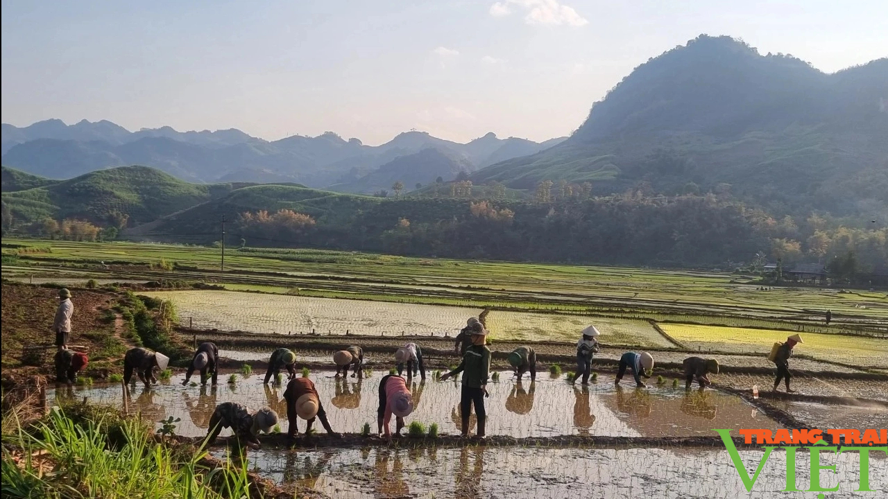 Vụ xuân hè giúp nông dân Yên Châu nâng cao thu nhập- Ảnh 2.