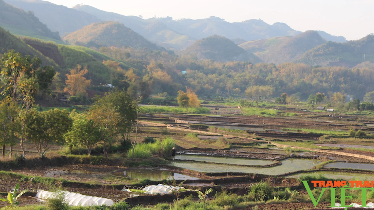 Vụ xuân hè giúp nông dân Yên Châu nâng cao thu nhập- Ảnh 4.