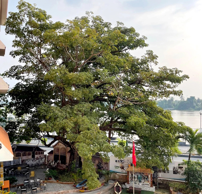 Toàn cảnh cây trôm nhìn ra hướng đường Bạch Đằng và sông Sài Gòn. Ảnh: Trần Khánh